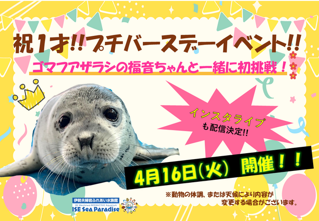 【お誕生日おめでとう！】ゴマフアザラシ「福音」1歳のプチバースデーイベントを開催！！