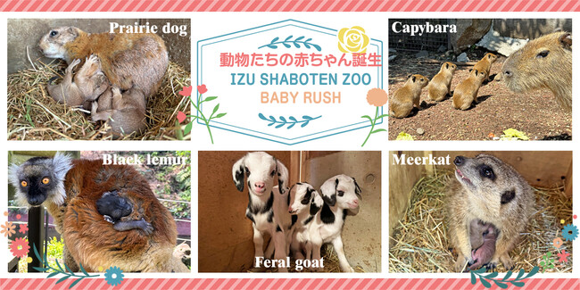 伊豆シャボテン動物公園で動物の赤ちゃんが続々と誕生!