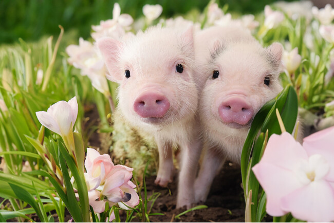 来場者数100万人突破のマイクロブタカフェ“mipig cafe”静岡県内初出店！イオンモール浜松志都呂にて4/25オープン