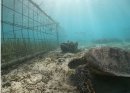 島周辺海域でのウミショウブ保護の様子 写真提供:環境省(いであ株式会社撮影) 島周辺海域でのウミショウブ保護の様子 写真提供:環境省(いであ株式会社撮影)