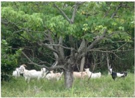 亜熱帯林で繁殖するノヤギ 亜熱帯林で繁殖するノヤギ