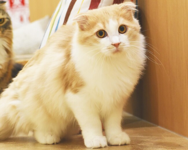 ゴールデンウィークと母の日はネコまみれ！ネコカフェ『Cat Cafe MOFF イオンモールナゴヤドーム前店』OPEN！