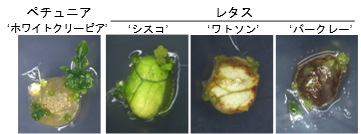 組換え植物細胞を自発的に分化させる技術の開発 ー細胞・組織培養の省力化に貢献ー