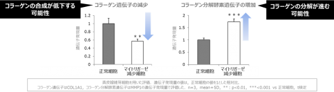 コラーゲン減少と肌細胞の動き低下（新知見）にはマイトリガーゼの減少が影響。
