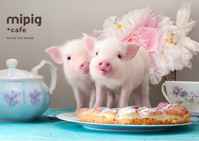 マイクロブタカフェ“mipig cafe”福岡県内に2店舗目・イオンモール福岡にて4/18オープン