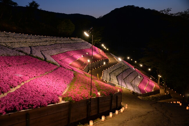 【速報】ヤマサ蒲鉾株式会社で「夜芝桜鑑賞会」の開催が決定！