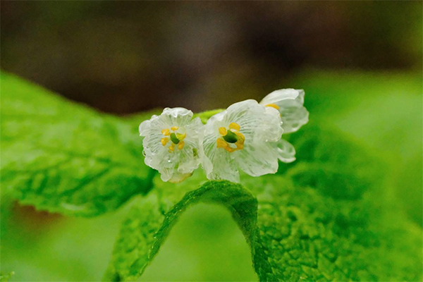 六甲高山植物園 雨に濡れると透ける花「サンカヨウ」が開花しました!