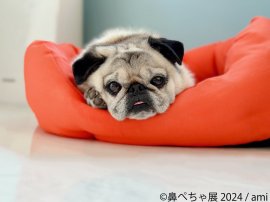 展示作品1 展示作品1