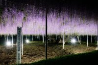 〈『青葉園』埼玉県天然記念物　樹齢700年の大藤〉～3日間限定でライトアップイベントを開催(入園無料)～