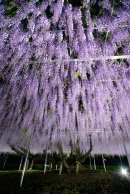 青葉園の大藤 ライトアップ(1) 青葉園の大藤 ライトアップ(1)