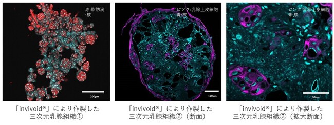 大阪大学、TOPPANホールディングス、糧食研究会と明治、乳汁様物質をつくる乳腺組織を体外で作製