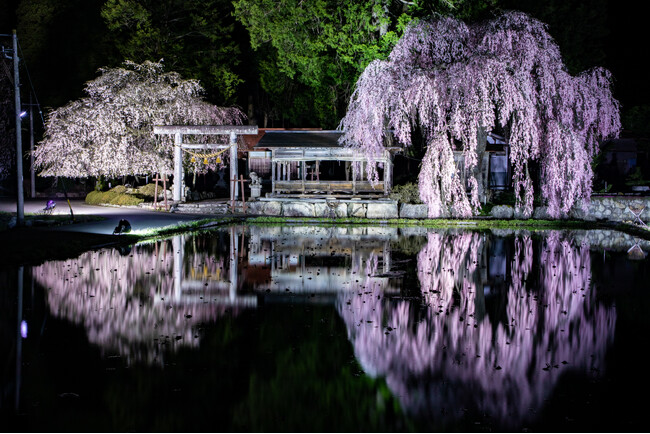 【岐阜県高山市】枝垂れ桜の人気スポット4ヵ所でライトアップ「飛騨あさひ桜めぐり」開催中！