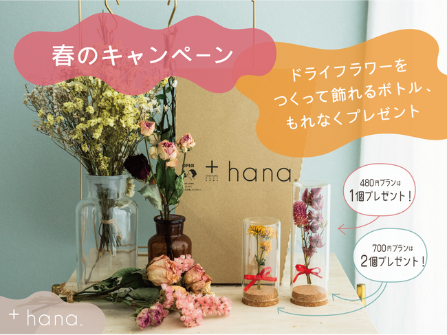 +hana 母の日キャンペーン開催！フラワーボトルもれなくプレゼント～届いたお花をドライフラワーにして長く楽しむご提案
