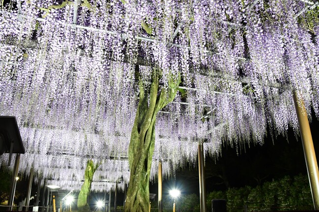 蓮華寺池公園の藤のライトアップが始まります！
