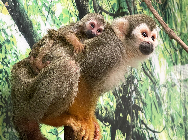 こころにスマイル　未来創造パーク２０２４年４月１８日（木）にコモンリスザルの赤ちゃんがパークで初めて誕生しました！