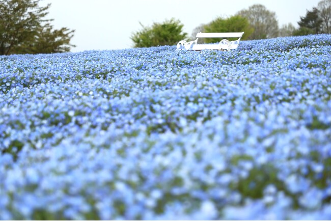 【広島／世羅】見頃を迎えています　世羅高原チューリップとネモフィラ・芝桜