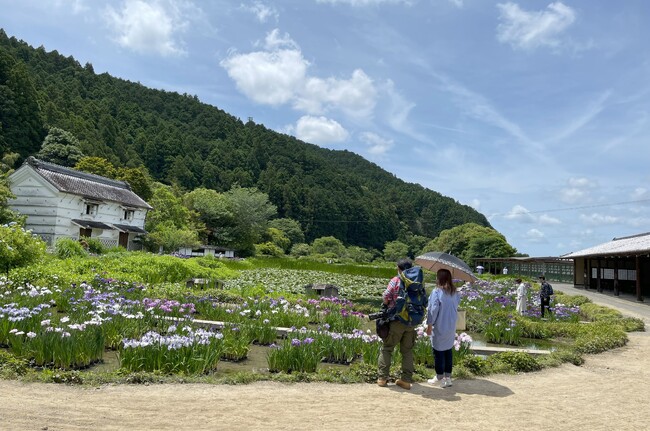 加茂荘花鳥園：2024年花菖蒲・アジサイ展始まります　Kamoso Kachoen 2024 Japanese iris and original hydrangea season open!