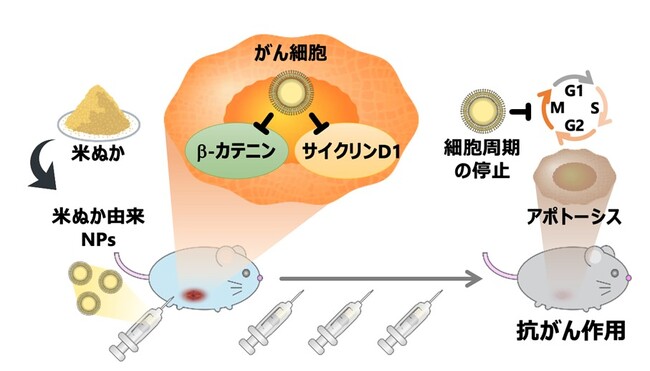 米ぬか由来ナノ粒子の抗がん作用を確認 ～未利用資源を原料とした安価で安全なナノ粒子製剤開発に期待～