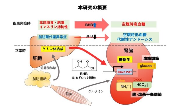 腎臓の糖新生を制御する臓器間ネットワークを世界に先駆けて解明！―ケトン体が腎臓による血糖、酸・塩基バランスのコントロールに一役―