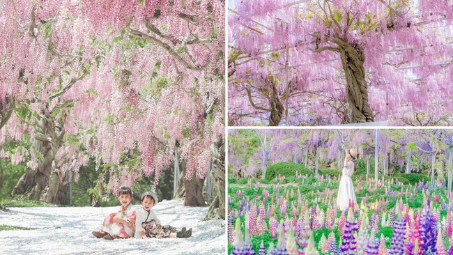 【広島／世羅】せらふじ園　開園を早めます！4月25日（木）オープン