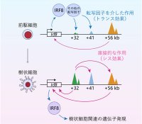 病原体やがんに対する免疫に関わる転写因子IRF8の複数のエンハンサー間の相互作用を解析