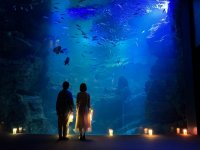 【京都水族館】夜ならではのいきものの生態と幻想的な空間を楽しむ
「夜のすいぞくかん」4月27日（土）スタート