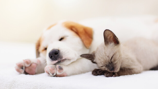 コロナ前後でペットの飼育率に変化はなし、犬・猫で約4割　ペットで気になるのは「トイレの不始末」「鳴き声」「におい」