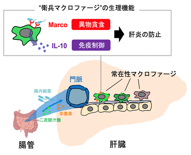 肝臓の炎症を防ぐ特殊なマクロファージを発見