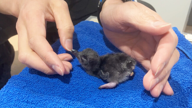札幌の都市型水族館『AOAO SAPPORO』、ペンギンの雛（ひな）が誕生！世界一小さなペンギン「フェアリーペンギン」の雛が生まれました