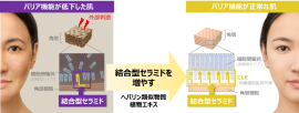 ヘパリン類似物質や複数の植物エキスが結合型セラミドを増やし、 肌のバリア機能を高めるイメージ図 ヘパリン類似物質や複数の植物エキスが結合型セラミドを増やし、 肌のバリア機能を高めるイメージ図