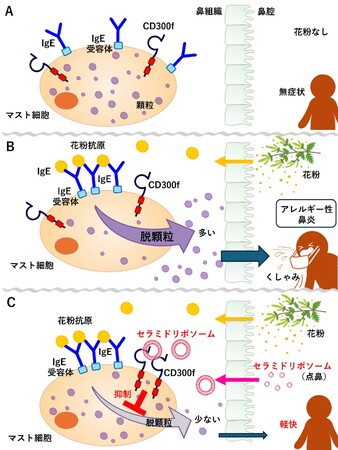 セラミドリポソームの点鼻がアレルギー性鼻炎を抑えるメカニズムを解明