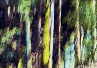 樹々やそれらを育む環境にフォーカスしたインセンスシリーズ「BREATHING TREES」第一弾が4月25日発売