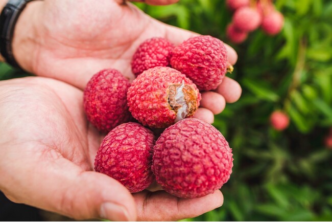 大切に育てた果実をムダにしない。希少な国産ライチを香りアイテムに生かした「ライチコレクション」に込める想い