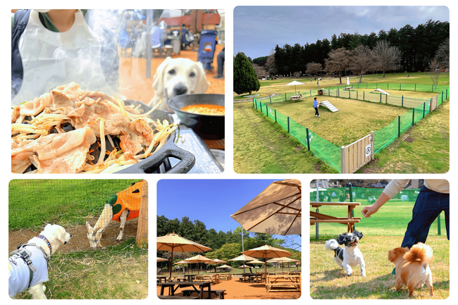 【愛犬家のみなさまに朗報！ワンちゃんとのお出かけは、千本松牧場へ】プライベートドッグランやテラス席での美味しいランチも！新緑が美しい季節のワンちゃんとの楽しみ方5選