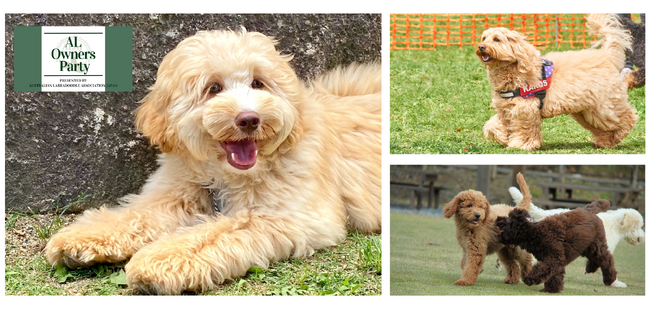 5月13日は愛犬の日。穏やかで賢く、抜け毛が少ないセラピー犬 「オーストラリアン・ラブラドゥードル」に特化したイベントを開催
