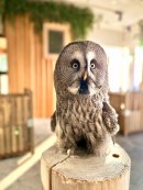 カラフトフクロウ カラフトフクロウ