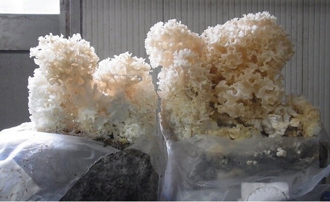 コーヒー抽出後の粉をハナビラタケの栽培に使用することでハナビラタケの新たな効果を発見