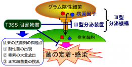 III型分泌装置阻害剤aurodoxの作用標的をPurAと同定--北里大学
