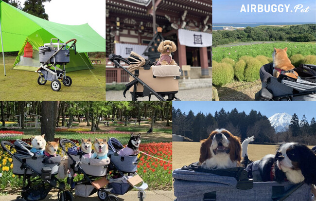 ペットカートでワンちゃんと一緒に神社参拝や陶芸体験も！今年のGW＆夏休み「ペットと旅行に行く」と答えた人が初の80％超え