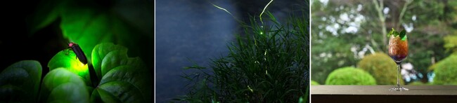 初夏の夜空に舞うホタルの光が織りなす、幻想的な空間を体験できる宿泊者限定「ホタル観賞ナイトツアー」６月１日（土）より毎日開催