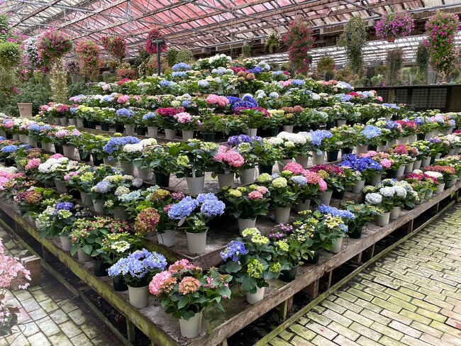 加茂荘花鳥園：今年もアジサイの展示と販売スタートしました。Kamoso Kachoen: Hydrangea display and sales start again this year.
