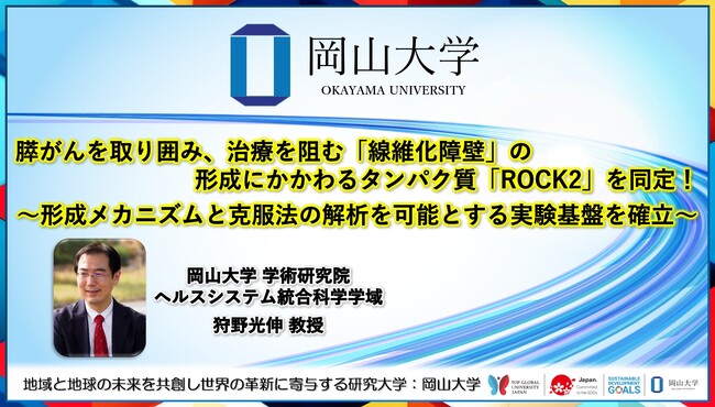 【岡山大学】膵がんを取り囲み、治療を阻む「線維化障壁」の形成にかかわるタンパク質「ROCK2」を同定！～形成メカニズムと克服法の解析を可能とする実験基盤を確立～
