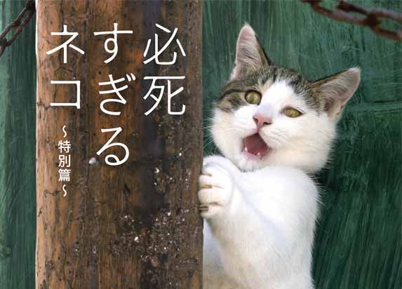 累計8万部超え人気写真集『必死すぎるネコ』がカプセルトイになって登場 5月5日には記念イベントも開催