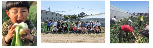 100年以上の歴史 なにわの伝統野菜“泉州黄たまねぎ”　入手困難 市場に出回らない貴重な“タマネギ”を使用　パン職人らも体験　自ら植えつけ・収穫も
