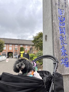 富岡製糸場入場1,111匹目の「ジュニちゃん(千葉県佐倉市)」 富岡製糸場入場1,111匹目の「ジュニちゃん(千葉県佐倉市)」