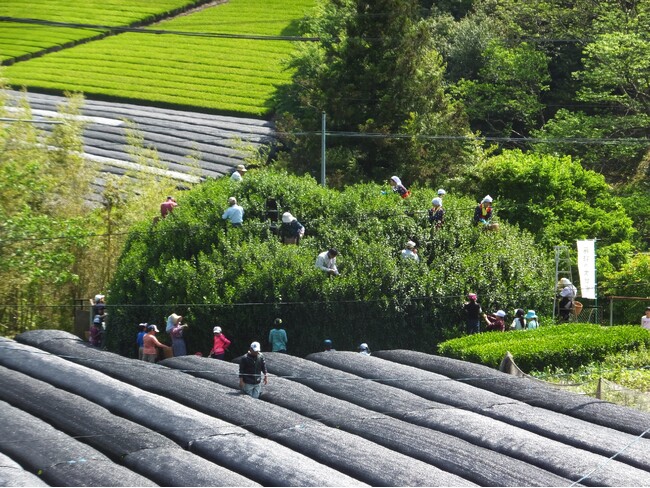 樹齢300年を越える、県下最古の大茶樹！