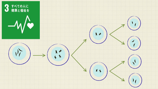 雄性不妊にかかわる新規の遺伝子を発見-精子形成の減数分裂に熱ショック因子が関与するメカニズムを明らかに-