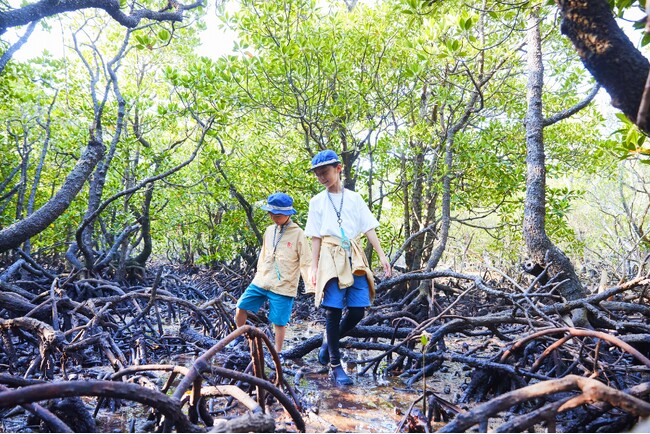 【星野リゾート　西表島ホテル】マングローブについて知りつくす自由研究プログラム「マングローブ博士」今年も開催｜期間：2024年7月1日～8月31日