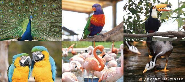 【鳥インフルエンザ対策を解除】鳥類の展示・アトラクションを２０２４年５月２日（木）より順次再開いたします