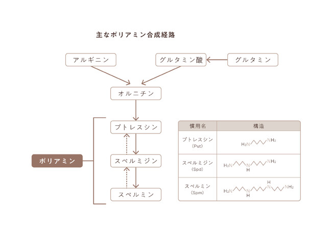 【KINS】ポリアミンに関連する新たな食品由来乳酸菌を入手し、プロダクト開発に向けた基礎研究を開始